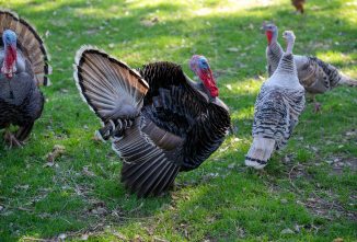 Narragansett Turkeys